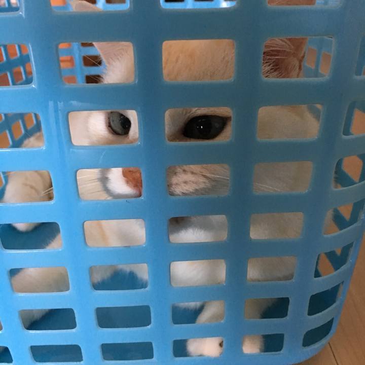 E7ed68b4 8e05 4435 9d10 c820e23a060e