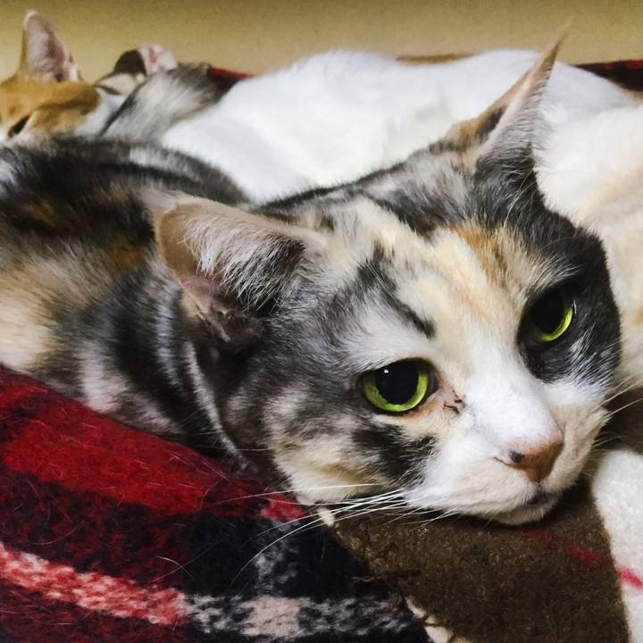 E7f68734 3b79 4fbe a968 a043c96c3230