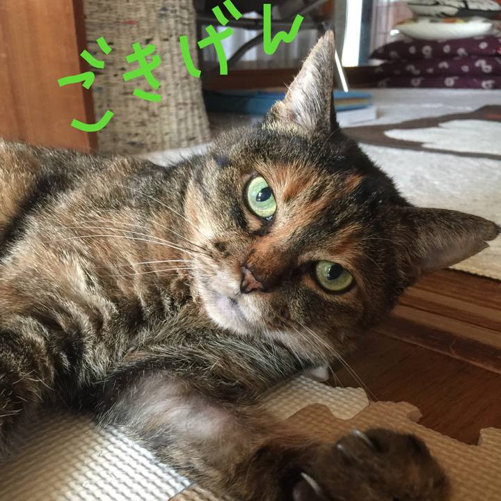 E7fe7780 5ad4 4b34 8a35 a4cad64f8cf5