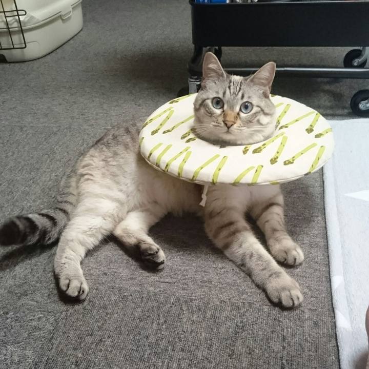 E8060c3c 089a 4e8e 9717 dac856547fca