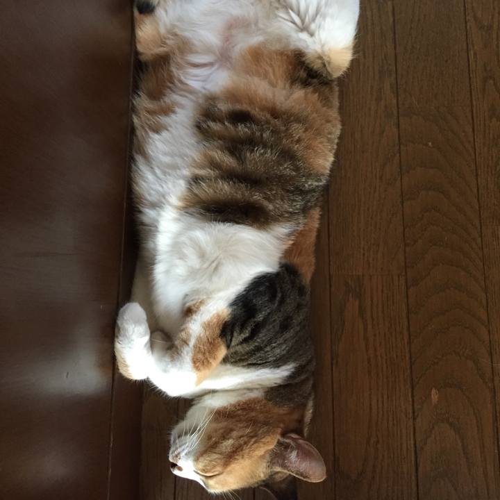 E806d87b c14a 4364 8573 b966f421d522