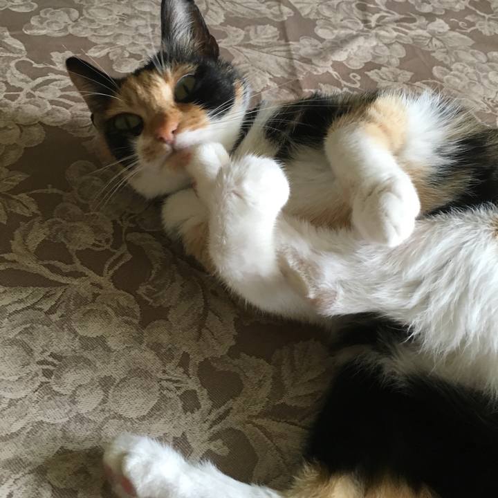 E80ab8a3 03aa 452f 90ae b7eca815ab1e