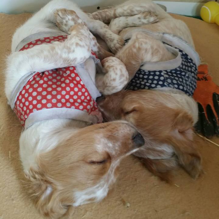 E80fa76e a8fd 44e5 9fa5 9d1d816599a2