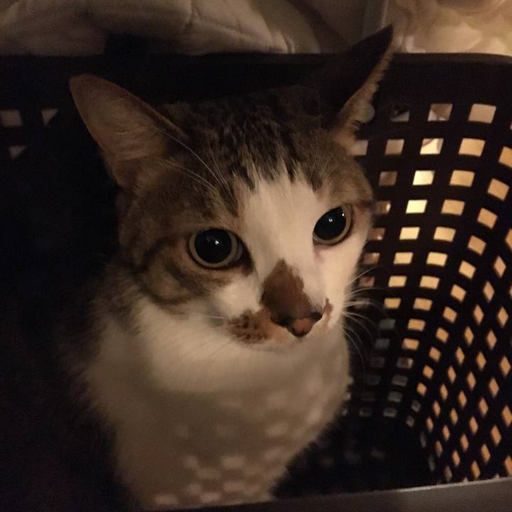 E81cbcdc 6104 4cbb 952e 880d2011d41b