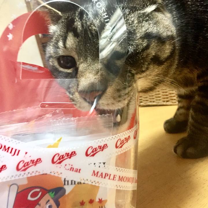 E81f9a6f 977f 4c0b b2e4 908036c60193