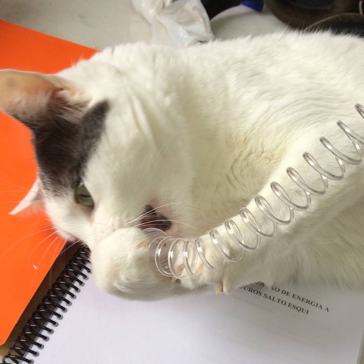 E829dae0 cd99 4d26 a445 eae2776b529a