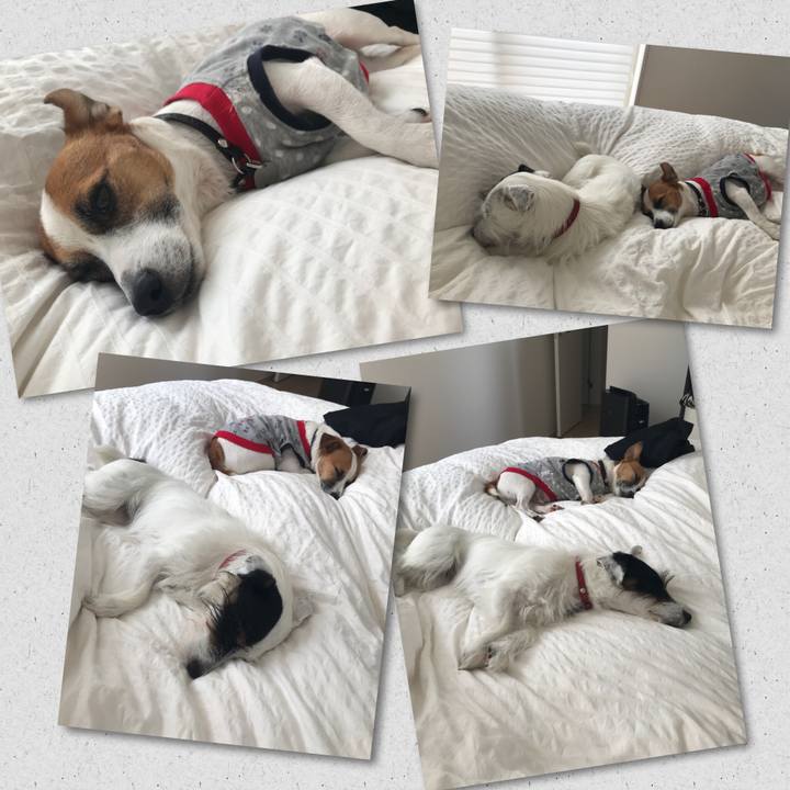 E8379c57 dc87 4dc2 b38f 13b7e8fb6bad