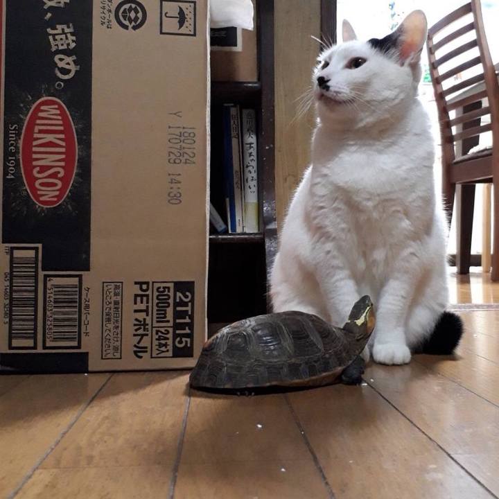 E84c34ba 4ea6 4e0c b033 441920549521