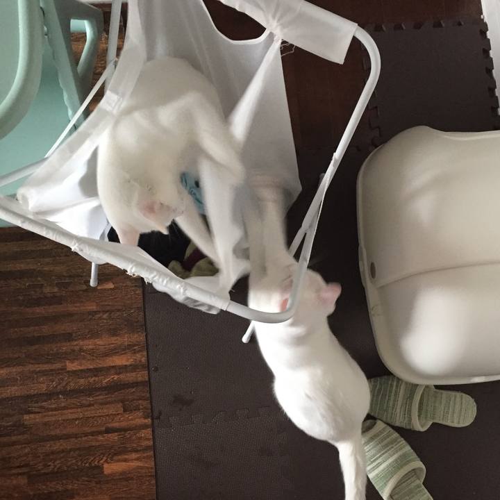 E851f4c3 5967 45f6 bd19 137a96ca254a