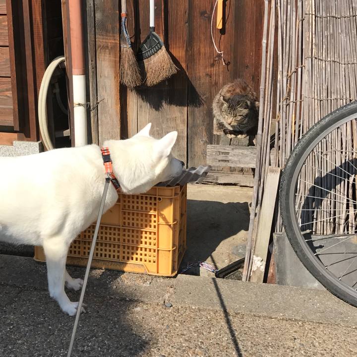 E852e4dd e60d 4cb1 9c10 10669e561679