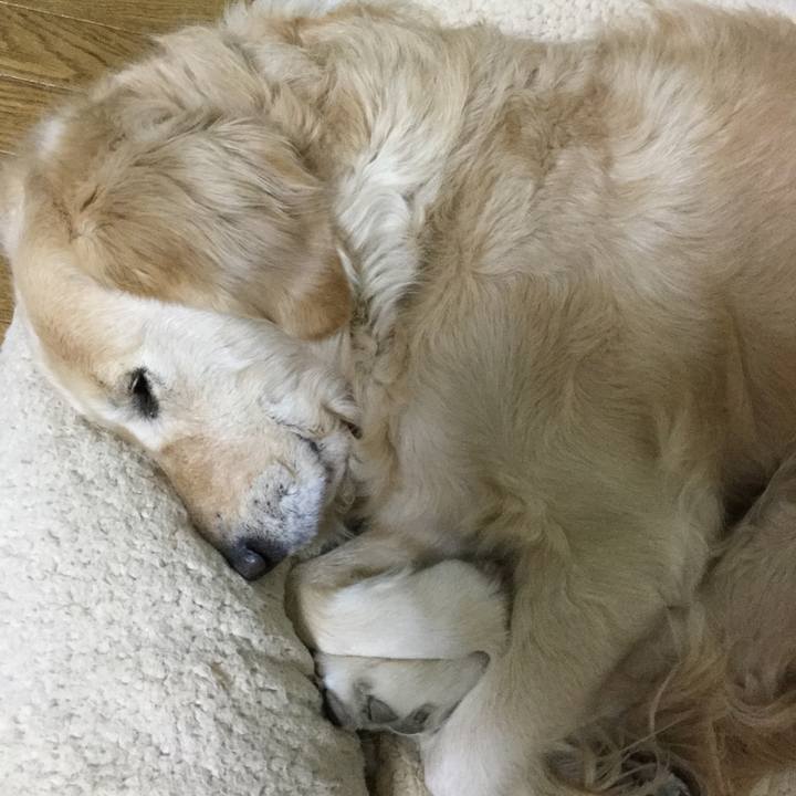 E8530181 97de 4b26 a2c9 5ed3c540de66