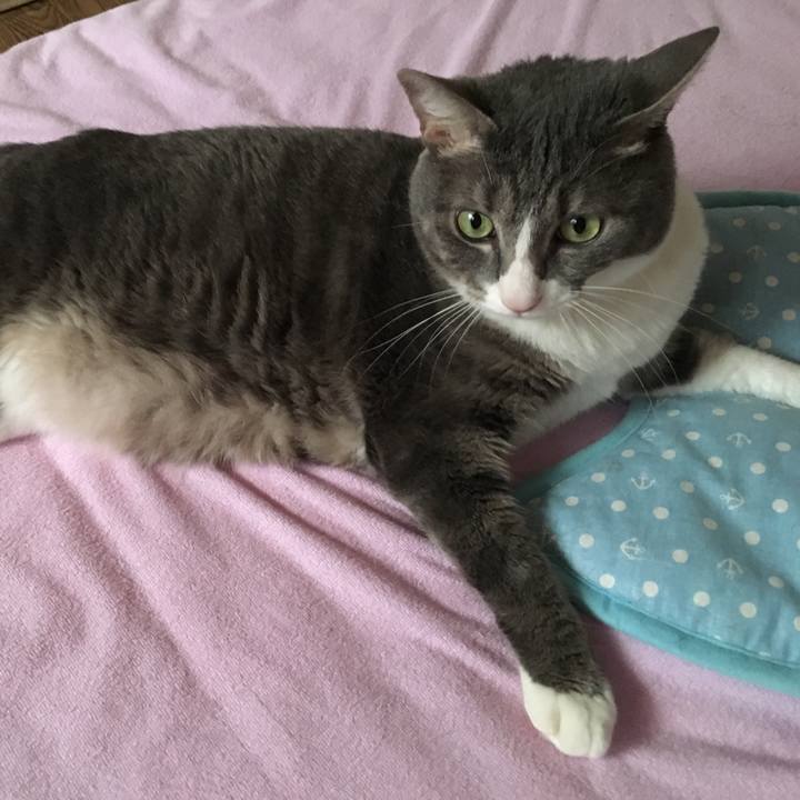 E85ad335 e98f 413b 9497 3bf28d0764e4