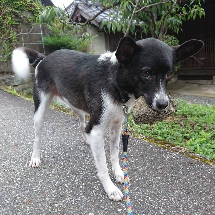 E85b86da 1311 4b38 8605 fd356722d74a