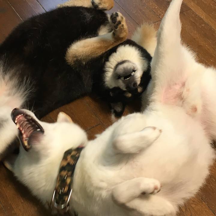 E86a494b 9d90 454a a306 02591e5e6883