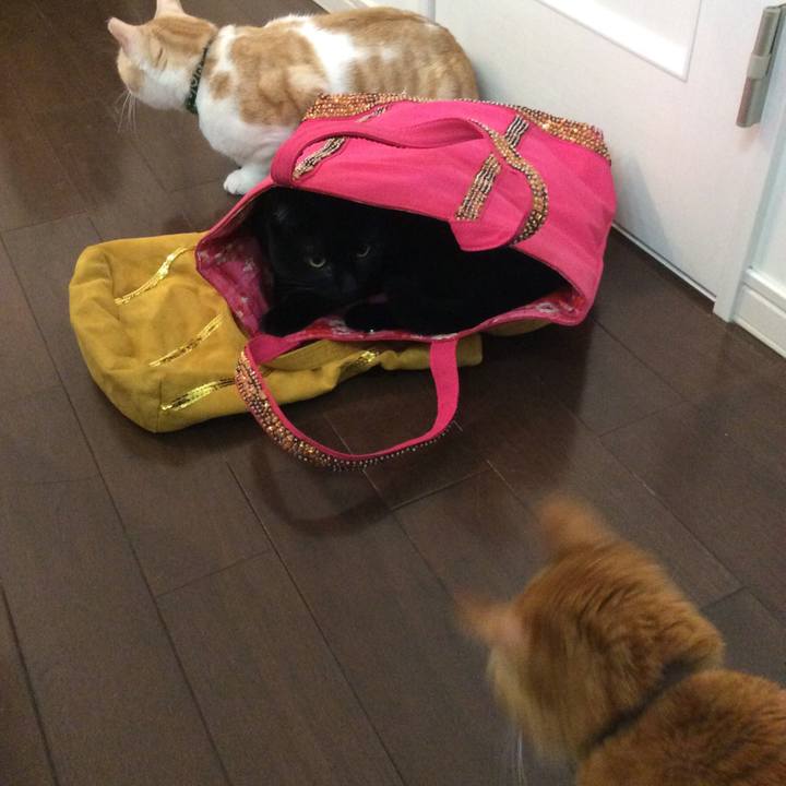 E86bdcc6 946c 47a7 a721 4cc1902cf96e