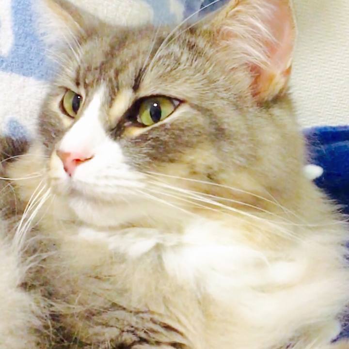 E86e2214 c780 4bcc b050 43df7819b984