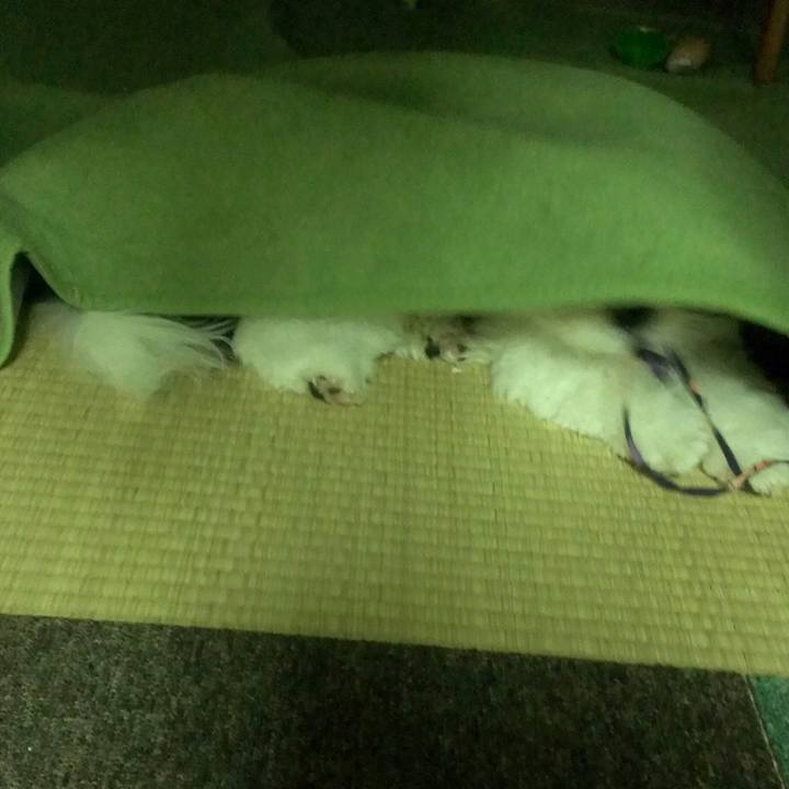 E86eb4ba d47d 4d68 a238 9648948665e9