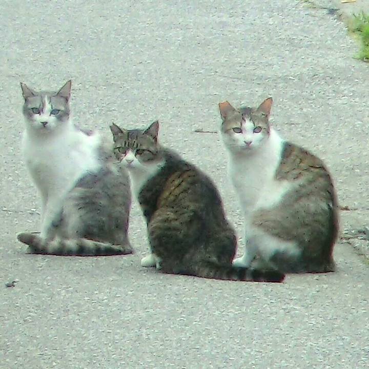 E872784b 3279 436d b106 82a53509a53c