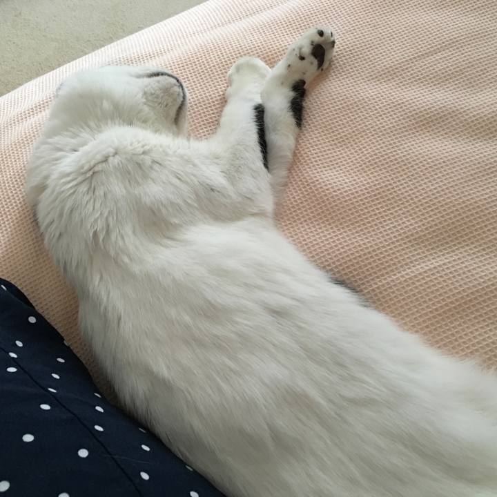 E8779f46 c8c4 4955 8038 d736936e1416