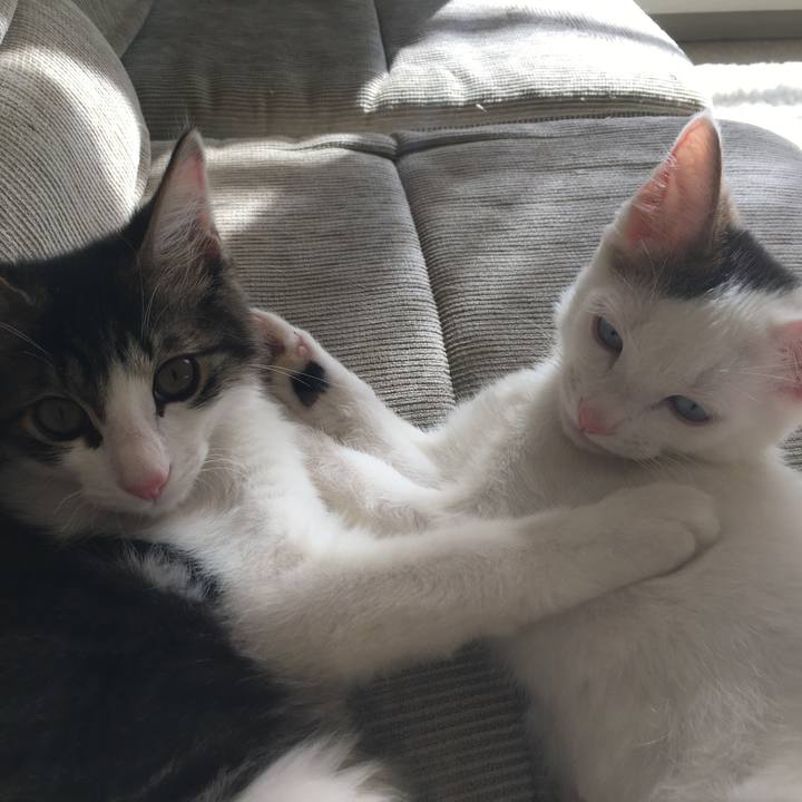 E8863a28 b588 4820 84d6 146662625100