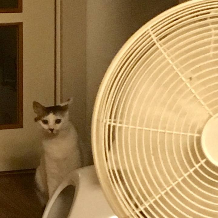 E88a54ee ba74 4096 bb0f ecbe553346de