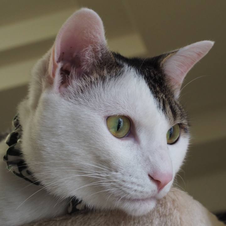 E898c0bd a343 4660 b02c 09daa3d6cc8f