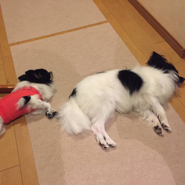 E89ddf47 17dc 4d3e b6f9 51c791588040