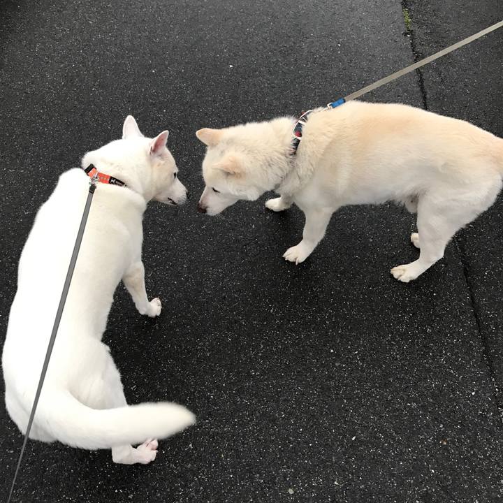 E8a115e7 5e8e 4f88 9213 d12b3203e31b