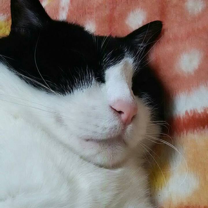 E8b756f8 4fe8 4015 b3a8 0b5cafb2c34d