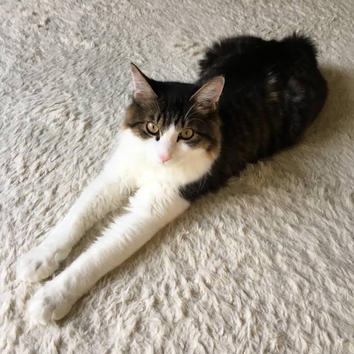 E8c1ec4f d740 46f7 bf67 fad220bea809