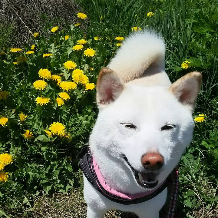 E8c4692f 487d 4a26 9469 e9b906ce2c11