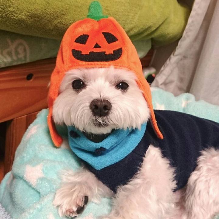 E8c68840 79a8 4925 a202 c86247cded8e