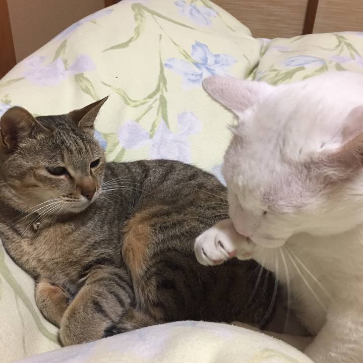 E8ca8278 0559 4655 bfb3 de2ff16d8d4d