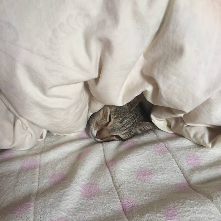 E8cc017f 0e8a 44aa bd43 2a0e3a12009a