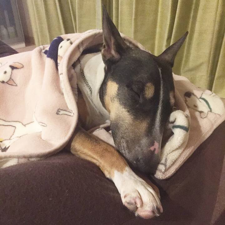 E8d0d6d0 b906 47e1 801a f44760034423