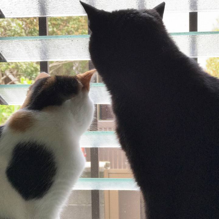 E8e98c99 8ecf 4da4 91d7 2872c87de35a