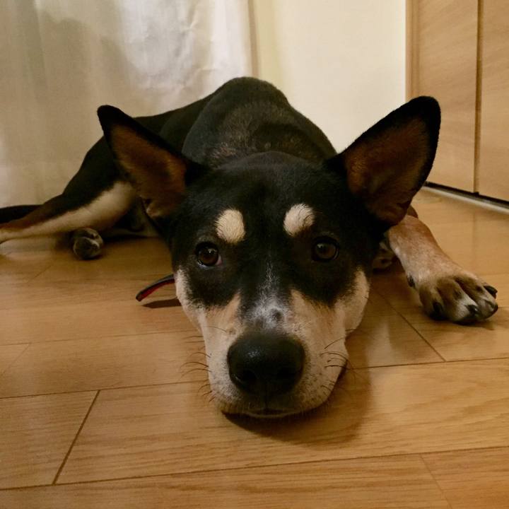 E8f81e8e 8d86 4700 ad5d 11ca72c54f46