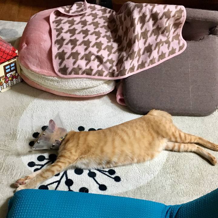 E9090a92 aa70 48bf 809e c2be9eb77347