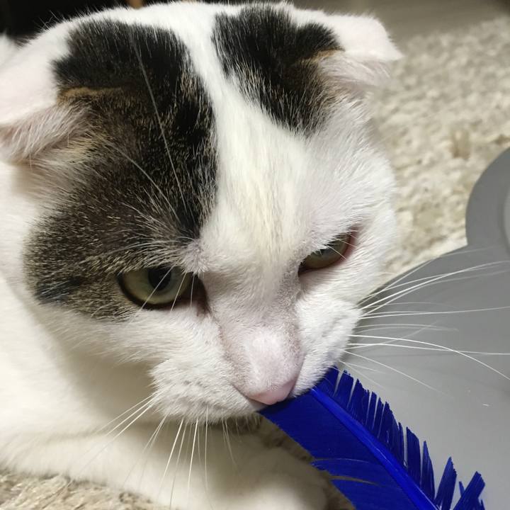 E909e066 88da 4dc8 8fde ccbb637e69db