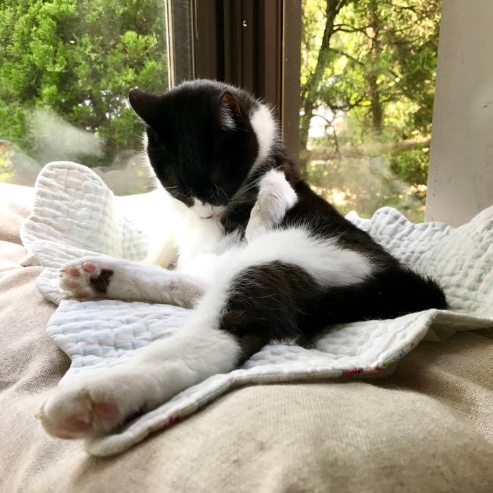 E91a3b33 814f 49c5 9a16 431acb2106c8