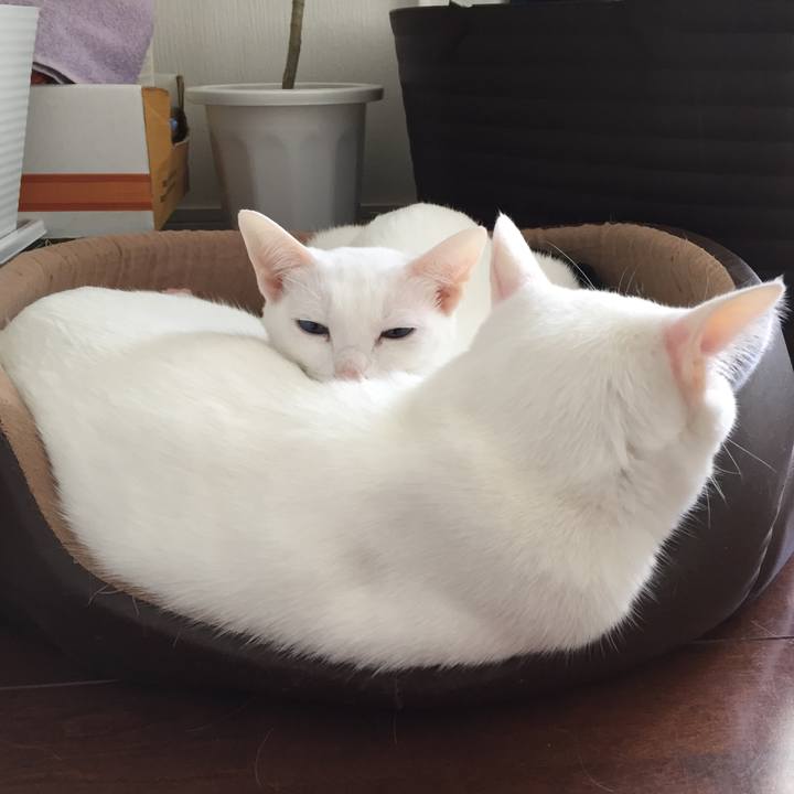 E929ea06 4b92 44ea 8dc8 f4747c1f7548