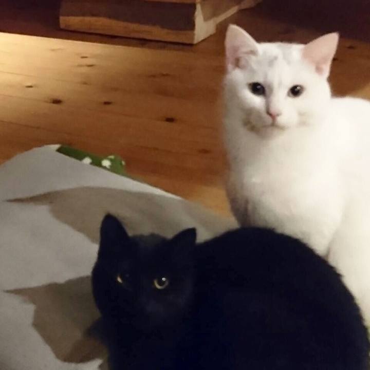 E92c16f6 e2fe 44cb 8a30 2e0819c330dd