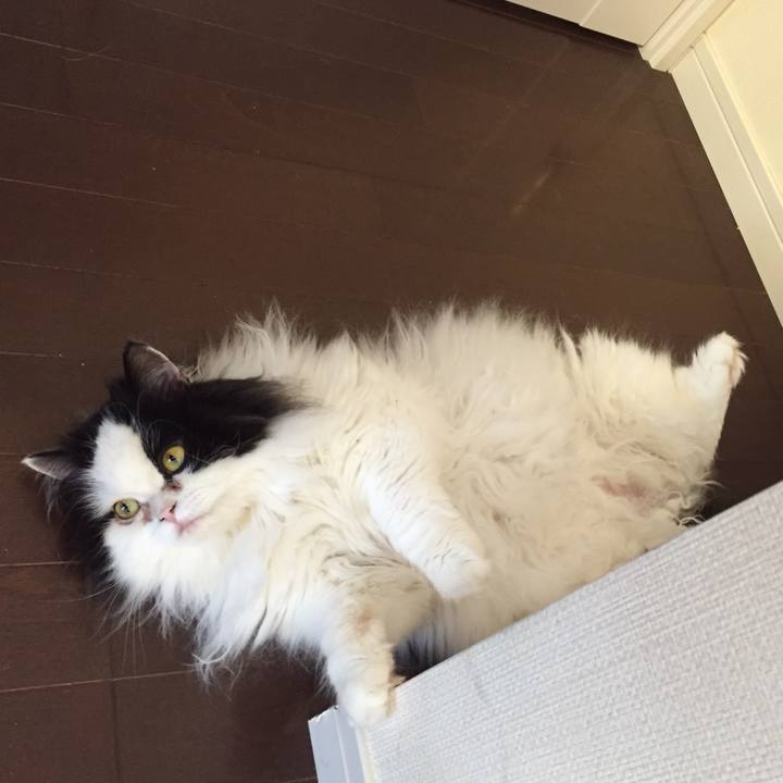 E94a6c95 c8fc 4fae ad87 0a59ae7f3883