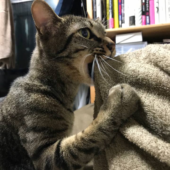 E963e725 cc8f 4f11 a087 e121ab941dfe