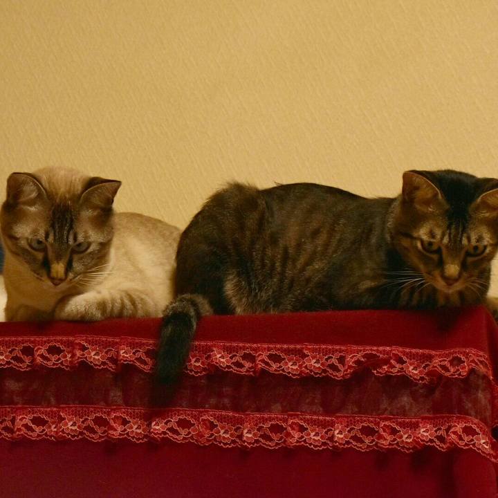 E9642a04 a9e2 4778 a214 7cd1fde52e8e