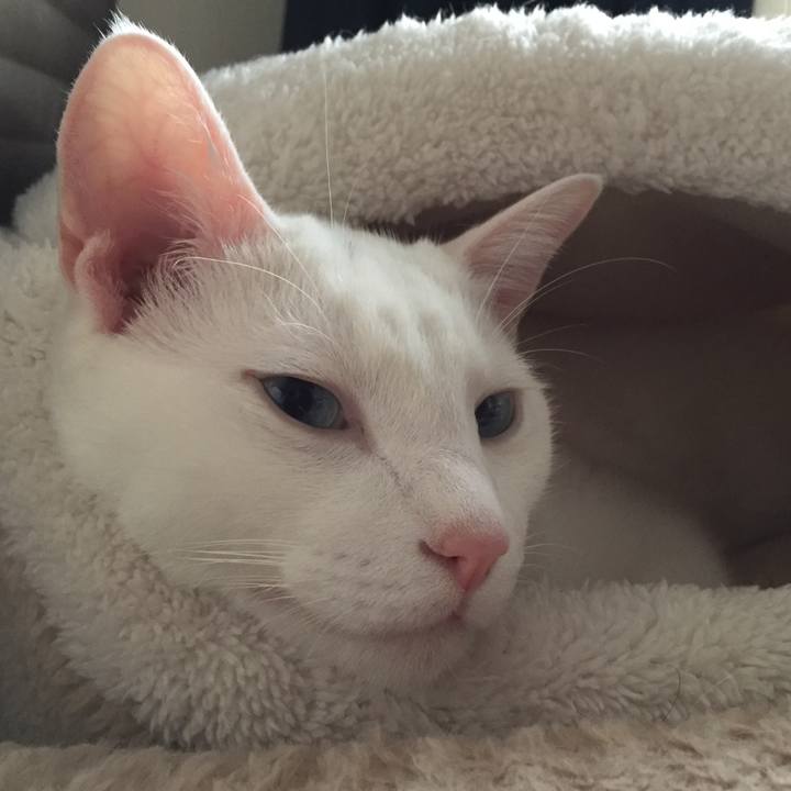 E968cc01 3853 4f7d 967a f0372b4a8ee8