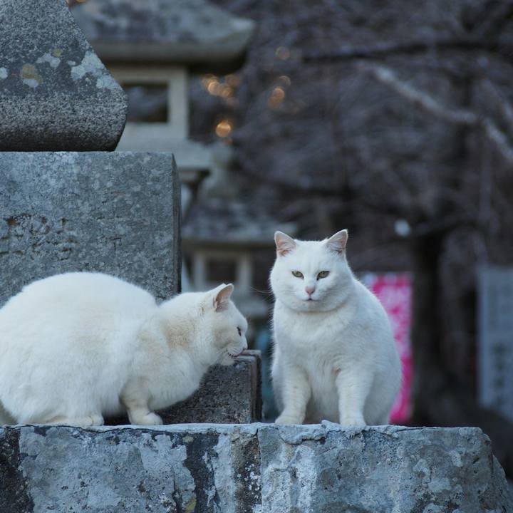 E9697b32 5766 4fed 95d6 792458e6bf3e