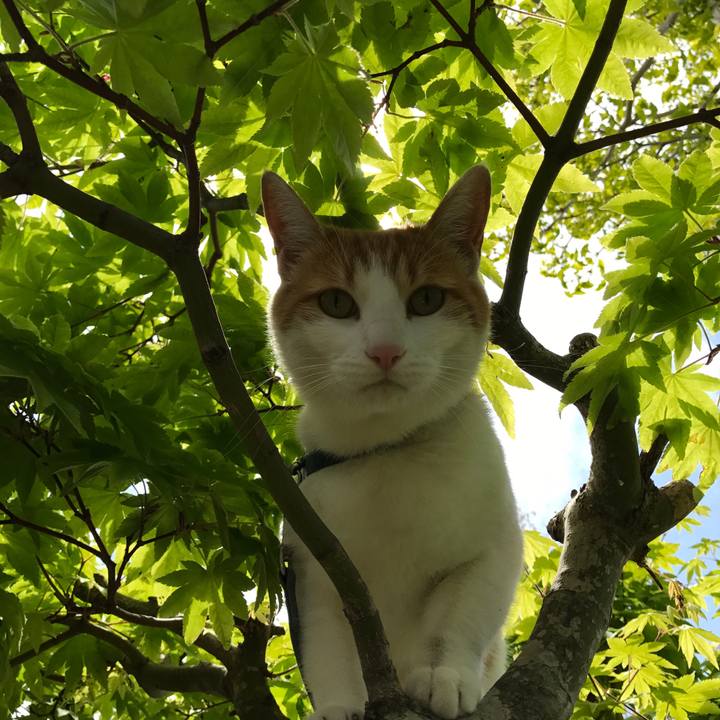 E9720078 4010 4441 b60d cfdded15ae98