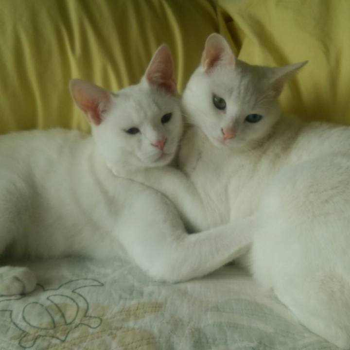 E9760408 ca3c 448c 993f 1e1180c7590b