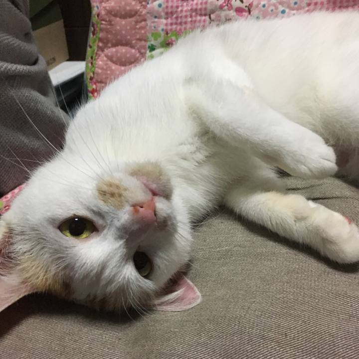 E97a2cbf f218 4f3a bf0e bb36754060ca